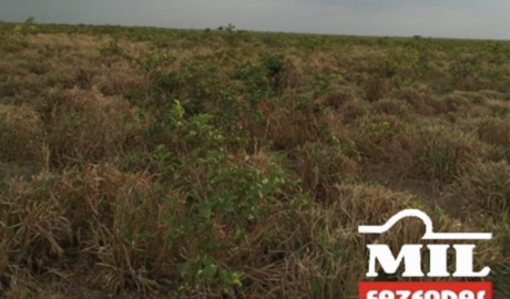 Fazenda em Chapadinha - Maranhão – Mil Fazendas