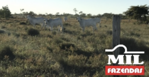 Fazenda em Cocalinho - Mato Grosso – Mil Fazendas