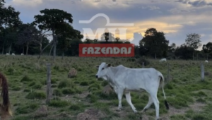 Fazenda em Cocalinho - Mato Grosso – Mil Fazendas