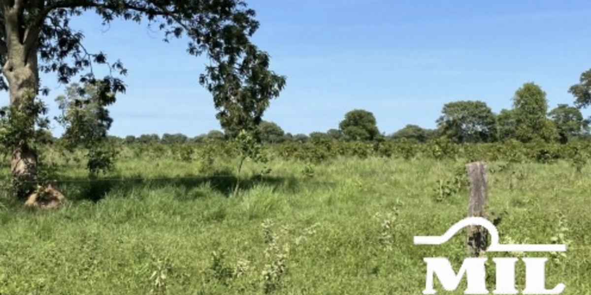 Fazenda em Cocalinho - Mato Grosso – Mil Fazendas