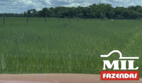 Fazenda em Cocalinho - Mato Grosso – Mil Fazendas