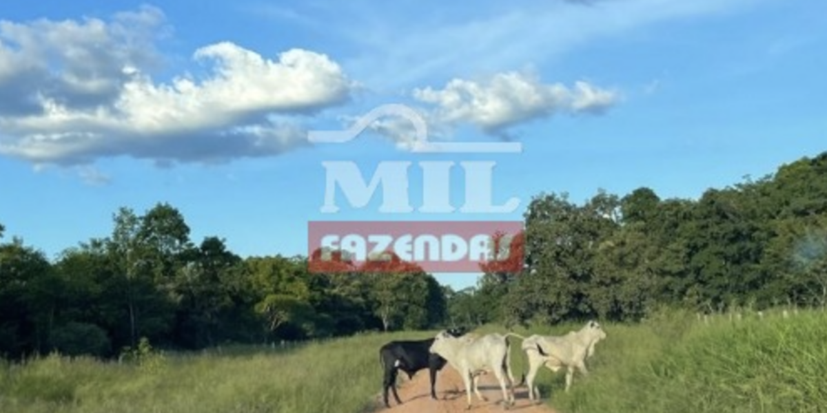 Fazenda em Cocalinho - Mato Grosso – Mil Fazendas