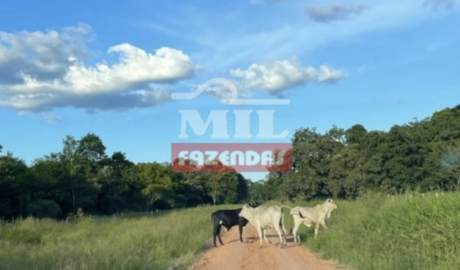 Fazenda em Cocalinho - Mato Grosso – Mil Fazendas