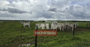  Fazenda em Formoso do Araguaia - Tocantins – Mil Fazendas