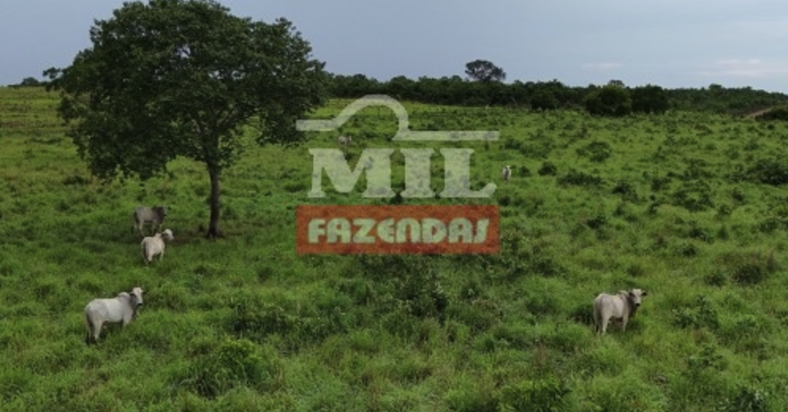 Fazenda em Formoso do Araguaia - Tocantins – Mil Fazendas