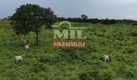 Fazenda em Formoso do Araguaia - Tocantins – Mil Fazendas