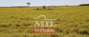 Fazenda em Sandolândia - Tocantins – Mil Fazendas