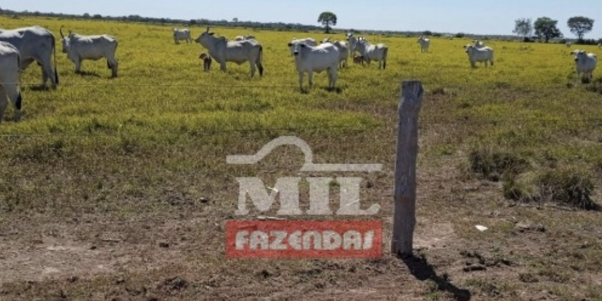 Fazenda em Sandolândia - Tocantins – Mil Fazendas