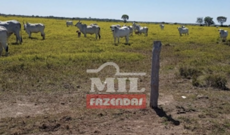 Fazenda em Sandolândia - Tocantins – Mil Fazendas