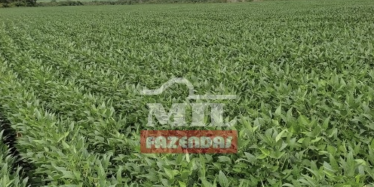 Fazenda em Santa Maria do Tocantins - Tocantins – Mil Fazendas