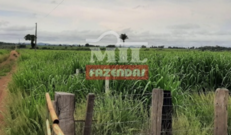 Fazenda em Santa Terezinha - Mato Grosso – Mil Fazendas