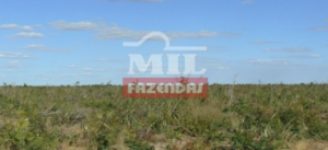 Fazenda em São Desidério - Bahia – Mil Fazendas