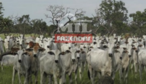 Fazenda em São Félix do Araguaia - Mato Grosso – Mil Fazendas