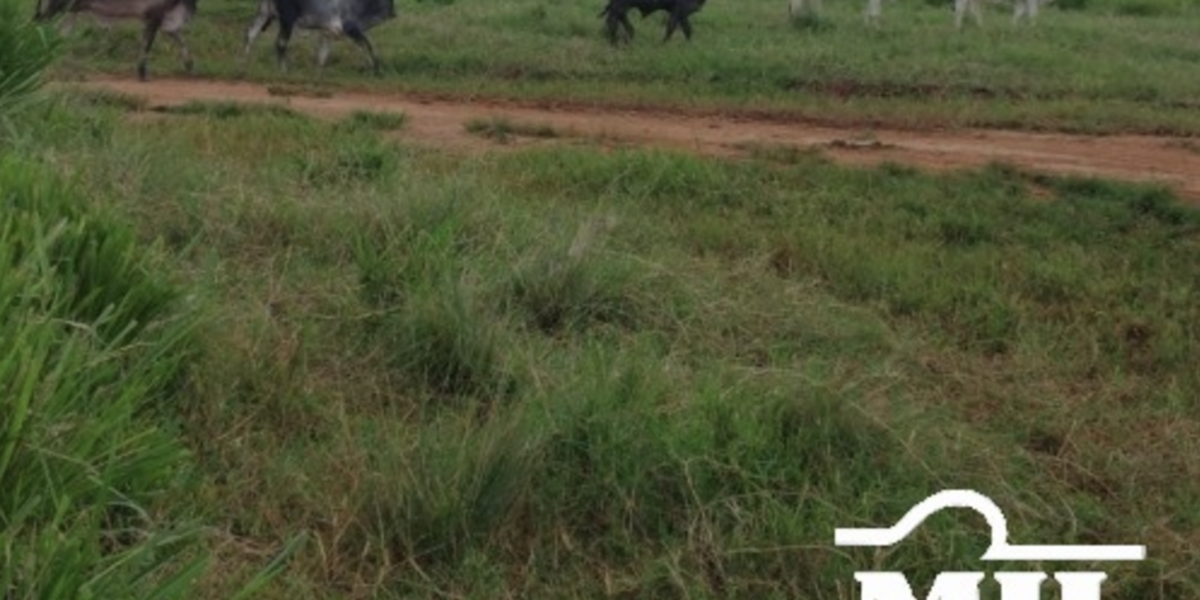 Fazenda em São Félix do Xingu - Pará – Mil Fazendas
