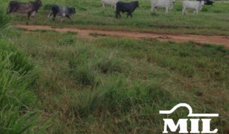 Fazenda em São Félix do Xingu - Pará – Mil Fazendas