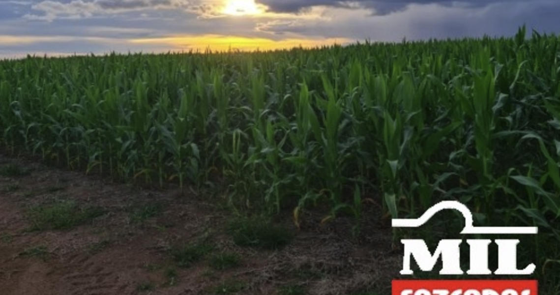 Fazenda em Terra Nova do Norte - Mato Grosso – Mil Fazendas