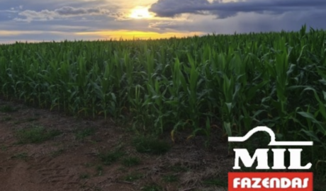 Fazenda em Terra Nova do Norte - Mato Grosso – Mil Fazendas