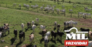 Fazenda em Araguapaz - Goiás – Mil Fazendas