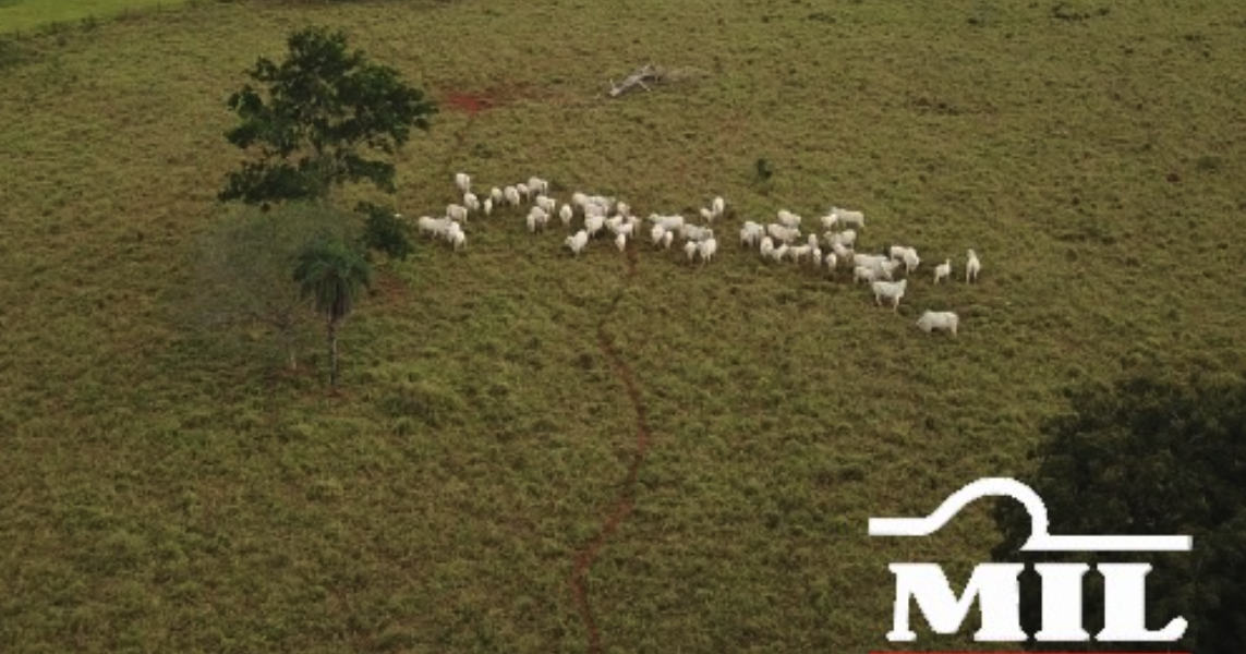 Fazenda em Araguapaz - Goiás – Mil Fazendas