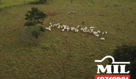 Fazenda em Araguapaz - Goiás – Mil Fazendas