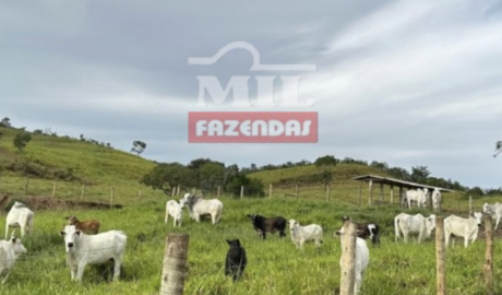 Fazenda em Pirenópolis - Goiás – Mil Fazendas