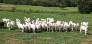 Fazenda em Poços de Caldas - Minas Gerais