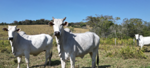 Fazendas Modulares à Venda: Flexibilidade e Personalização para seu Negócio