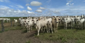 Fazendas à Venda: Conquiste a Vida no Campo com a Propriedade Ideal