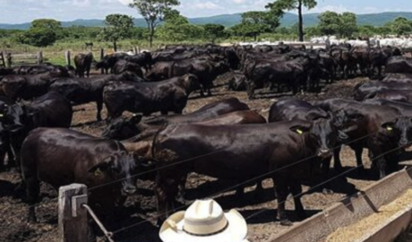 Fazendas à Venda: Diversidade e Oportunidades para o Seu Investimento