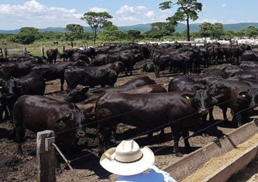 Fazendas à Venda: Diversidade e Oportunidades para o Seu Investimento