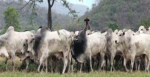 Fazendas à Venda: Diversidade e Oportunidades para o Seu Investimento