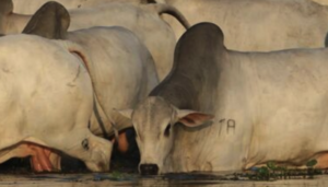 Fazendas à Venda: Explore as Melhores Opções do Mercado Rural