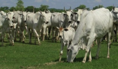 Fazendas à Venda: Explore as Melhores Opções do Mercado Rural