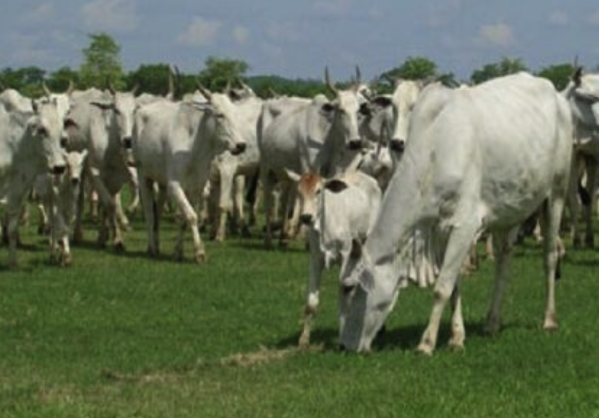 Fazendas à Venda: Explore as Melhores Opções do Mercado Rural