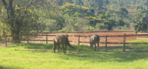 Fazendas com Rios e Nascentes à Venda: Uma Fonte de Oportunidades e Desafios