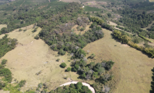 Fazendas com mais de 100 Hectares à Venda: Amplo Espaço para suas Atividades