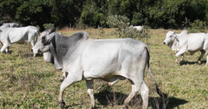 Fazendas de Cana-de-Açúcar à Venda: Potencial para Produção de Etanol e Açúcar