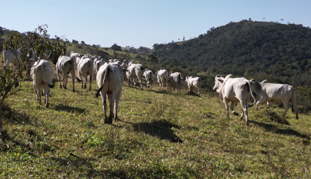 Fazendas de Cana-de-Açúcar à Venda: Potencial para Produção de Etanol e Açúcar