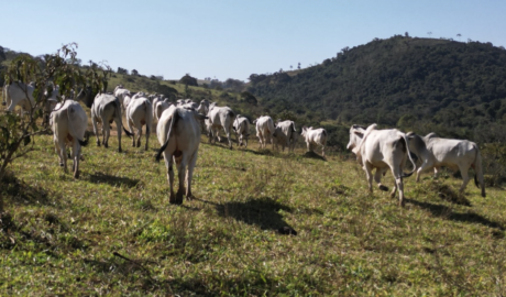 Fazendas de Cana-de-Açúcar à Venda: Potencial para Produção de Etanol e Açúcar