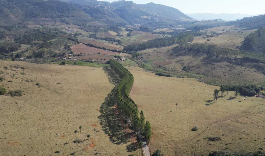 Fazendas de Eucalipto à Venda: Madeira de Qualidade para Diversos Fins