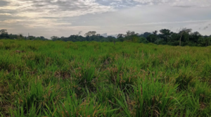 Fazendas de Médio Porte à Venda: Equilíbrio entre Produção e Gestão