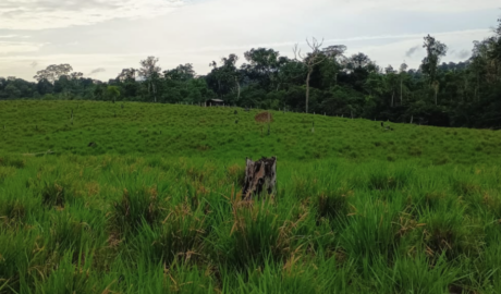 Fazendas de Médio Porte à Venda: Equilíbrio entre Produção e Gestão