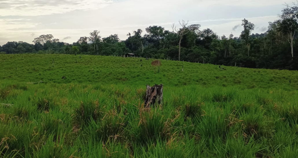 Fazendas de Médio Porte à Venda: Equilíbrio entre Produção e Gestão