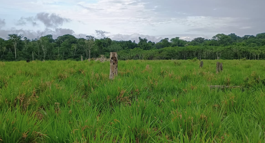 Fazendas de Pequeno Porte à Venda: Ideal para Iniciantes no Agronegócio