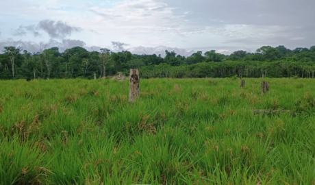 Fazendas de Pequeno Porte à Venda: Ideal para Iniciantes no Agronegócio