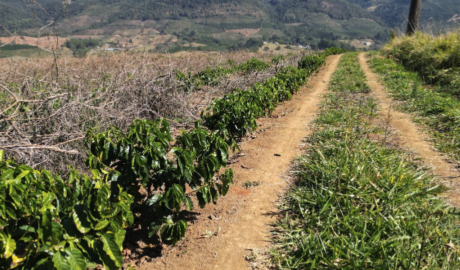 Fazendas de Soja à Venda: Alta Produtividade e Retorno Garantido