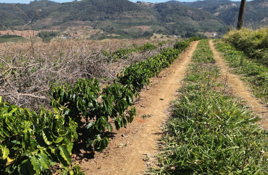 Fazendas de Soja à Venda: Alta Produtividade e Retorno Garantido