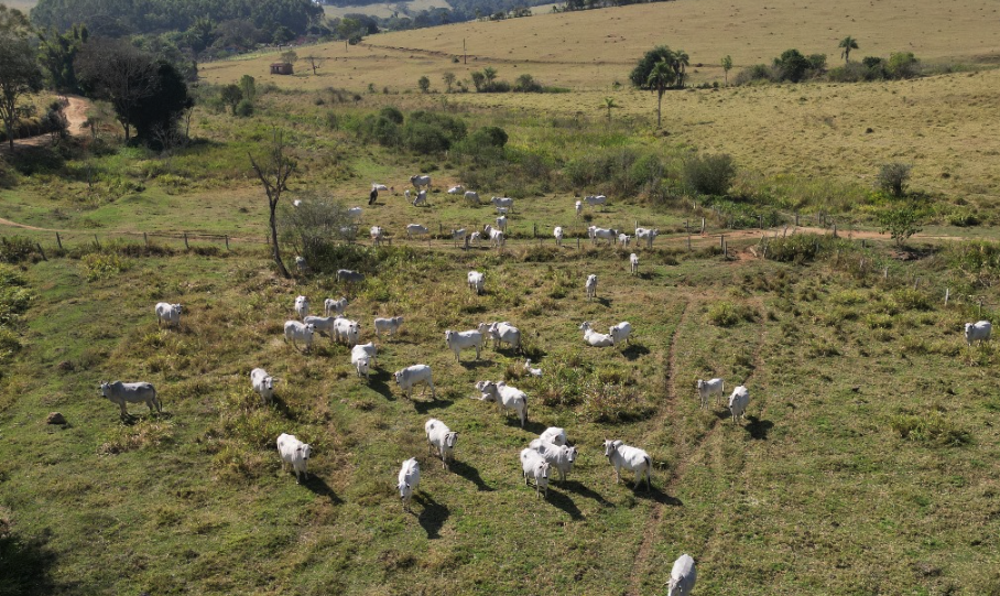 Glebas à Venda: Grandes Extensões de Terra para Projetos Ambiciosos