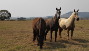 Haras em Pouso Alegre - Minas Gerais