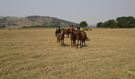 Haras em Pouso Alegre - Minas Gerais